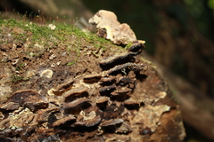 Metuloidea rhinocephala