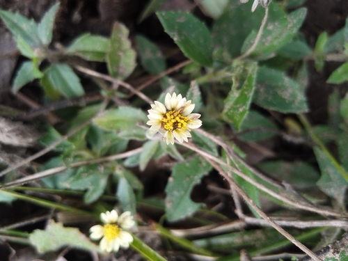 Tridax Daisy