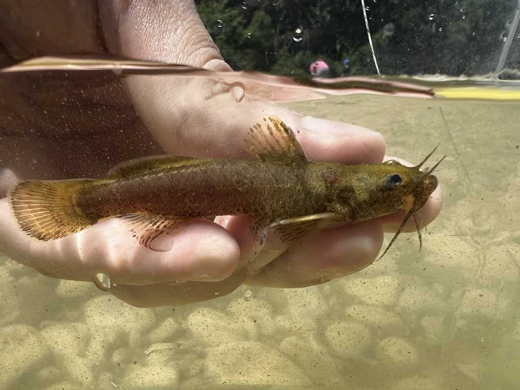 Mountain Madtom