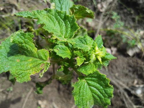 Wide Spikenard