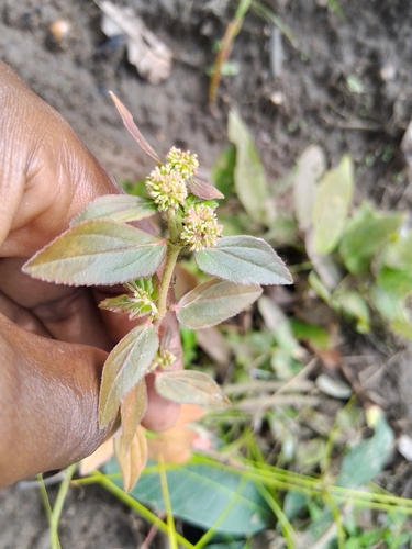 Asthma Plant