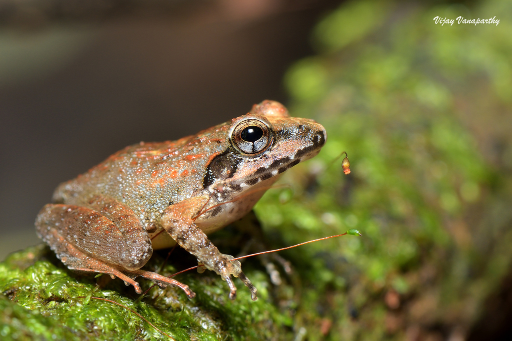 Anamallais Indian Frog