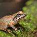 Anamallais Indian Frog - Photo (c) Vijay Vanaparthy, some rights reserved (CC BY), uploaded by Vijay Vanaparthy