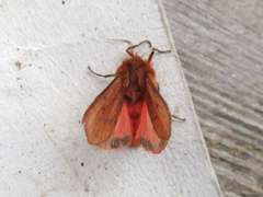 Phragmatobia assimilans