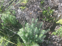 Athanasiinae