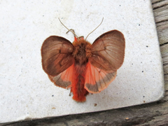 Phragmatobia assimilans