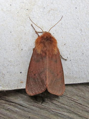 Phragmatobia assimilans