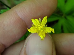 Ranunculus hispidus hispidus