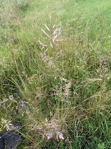 psinček tenučký (Agrostis capillaris)