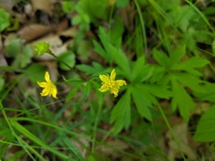 Ranunculus hispidus hispidus