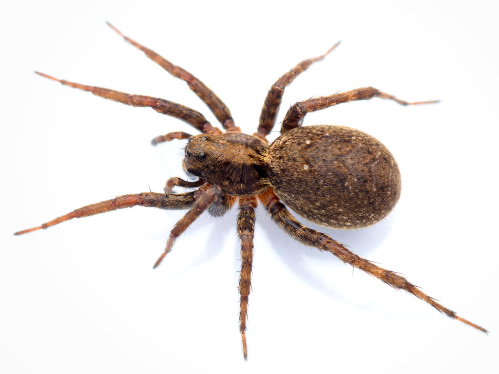 White-banded Fox Spider