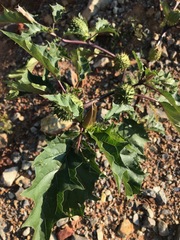 Datura stramonium