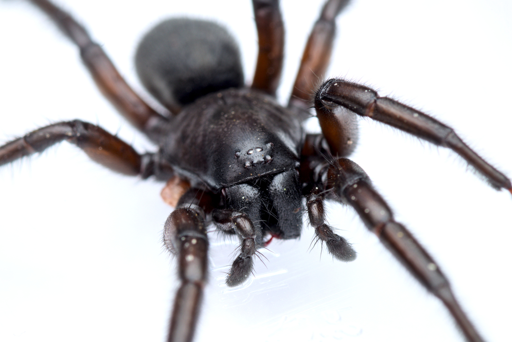 Gnaphosa lucifuga