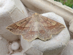 Euchlaena tigrinaria