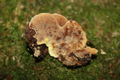 Metuloidea rhinocephala