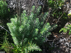 Athanasiinae