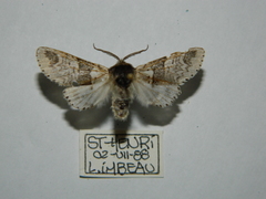 Furcula occidentalis