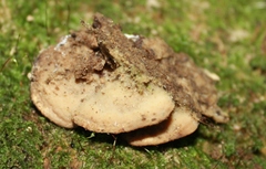 Metuloidea rhinocephala