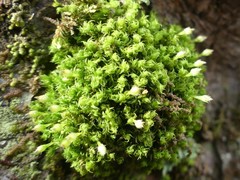 Ulota