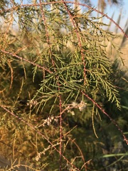 Tamarix ramosissima