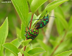 Poecilocoris splendidulus