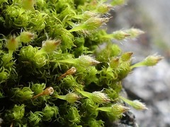 Ulota