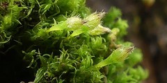 Ulota