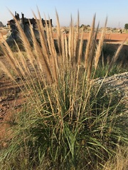 Cortaderia selloana