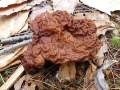 Gyromitra esculenta