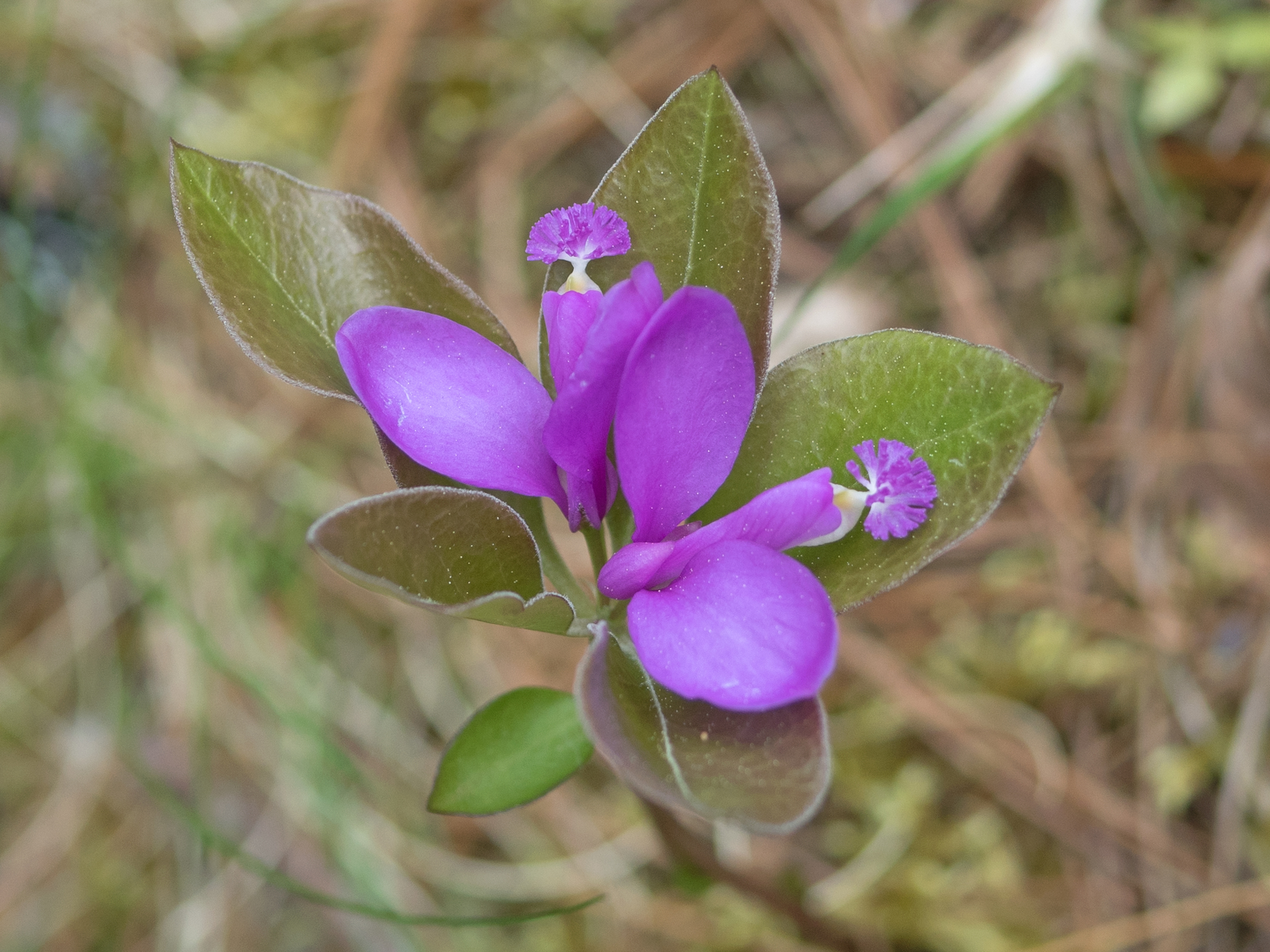 Polygala paucifolia