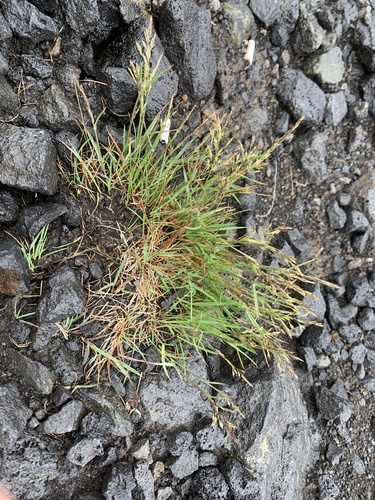 psinček poplazový (Agrostis stolonifera)