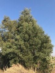 Acacia melanoxylon