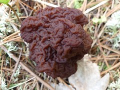 Gyromitra esculenta