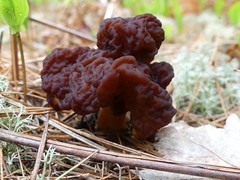 Gyromitra esculenta