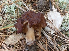 Gyromitra esculenta