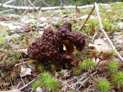 Gyromitra esculenta