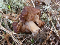Gyromitra esculenta