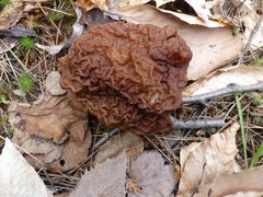 Gyromitra esculenta