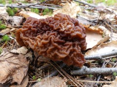 Gyromitra esculenta