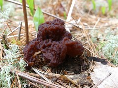 Gyromitra esculenta