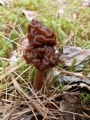Gyromitra esculenta