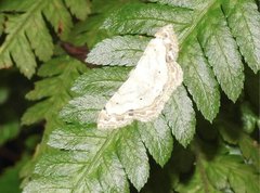 Scopula propinquaria