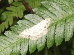 Scopula propinquaria