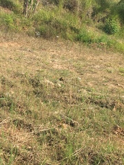 Colaptes campestris campestris