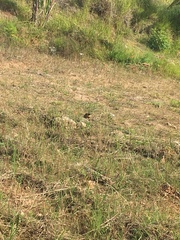 Colaptes campestris campestris