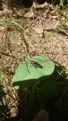 Clitellaria ephippium