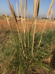 Cortaderia selloana