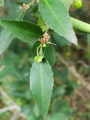 Maytenus acuminata