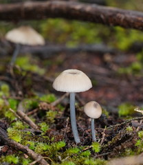 Entoloma albidocoeruleum
