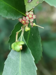 Maytenus acuminata